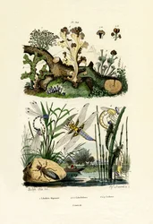 Libellule